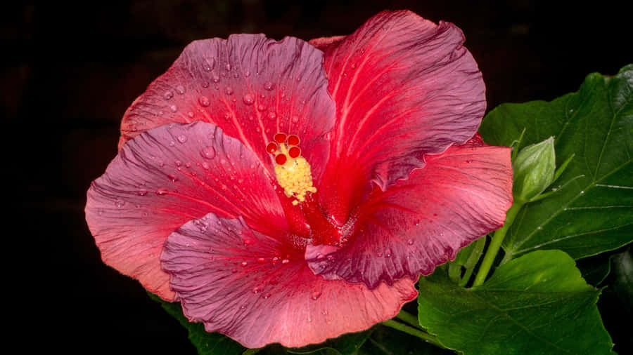 Pink Hibiscus Flower Wallpaper