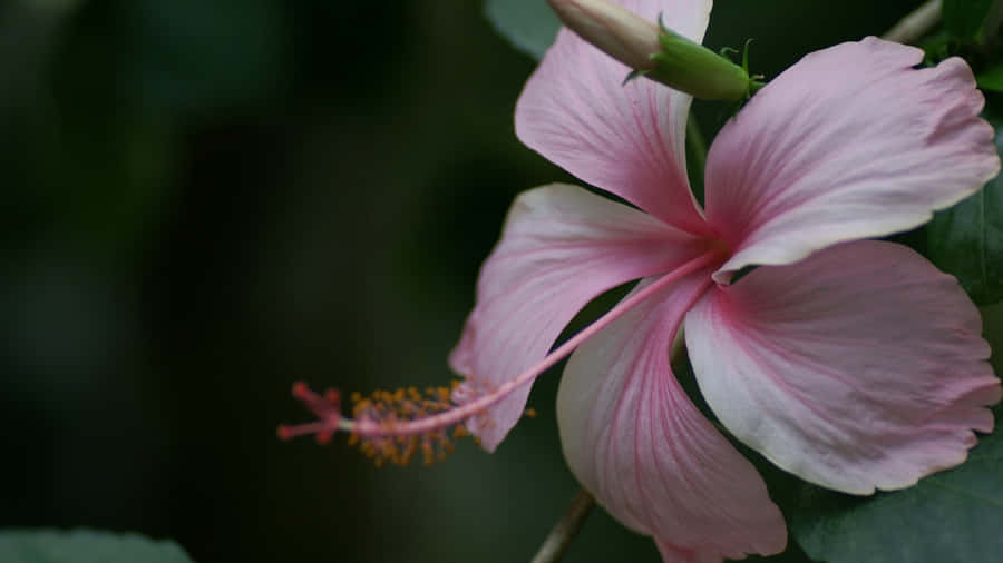 Pink Hibiscus Flower Wallpaper