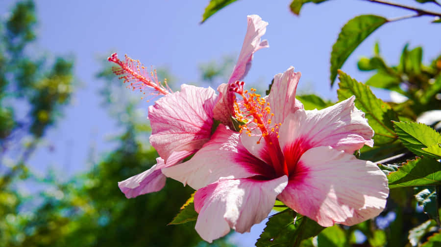 Pink Hibiscus Flower Bloom Wallpaper