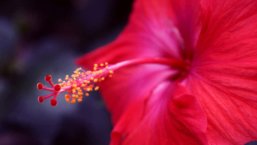Pink Hibiscus Flower Closeup Wallpaper