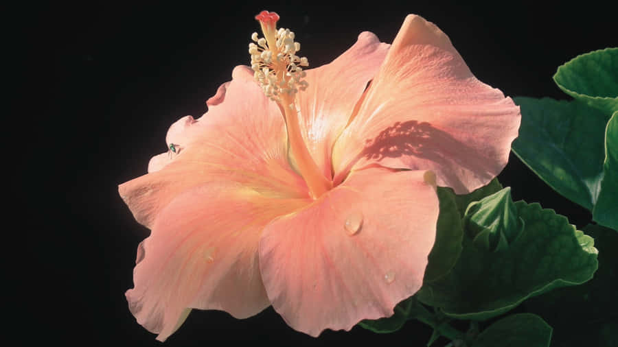 Pink Hibiscus Flower Wallpaper