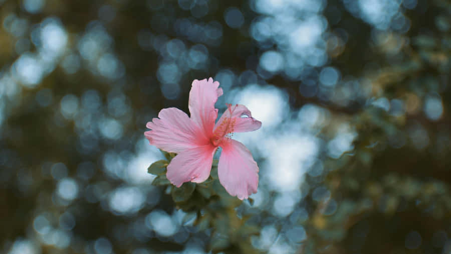 Pink Hibiscus Flower Wallpaper