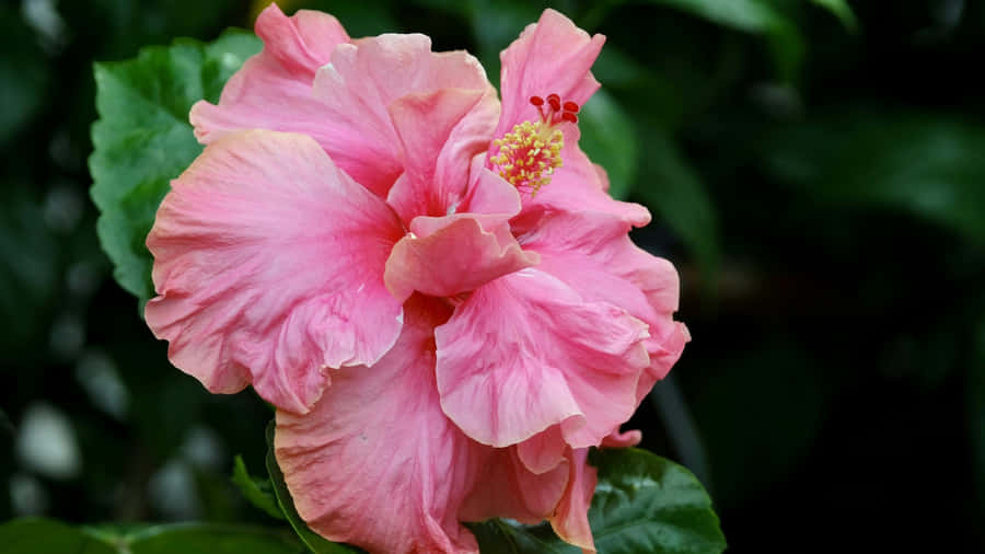 Pink Hibiscus Flower Wallpaper