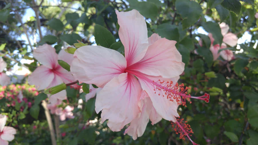 Pink Hibiscus Flower Wallpaper