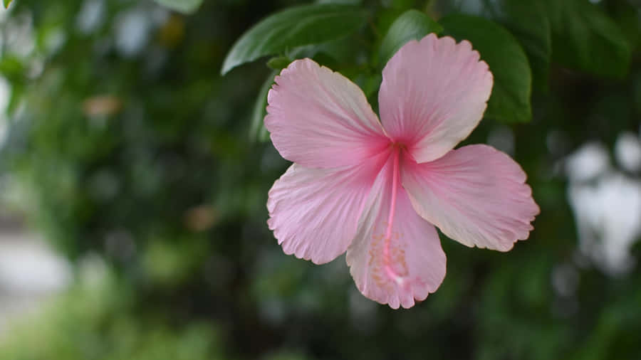 Pink Hibiscus Flower Wallpaper