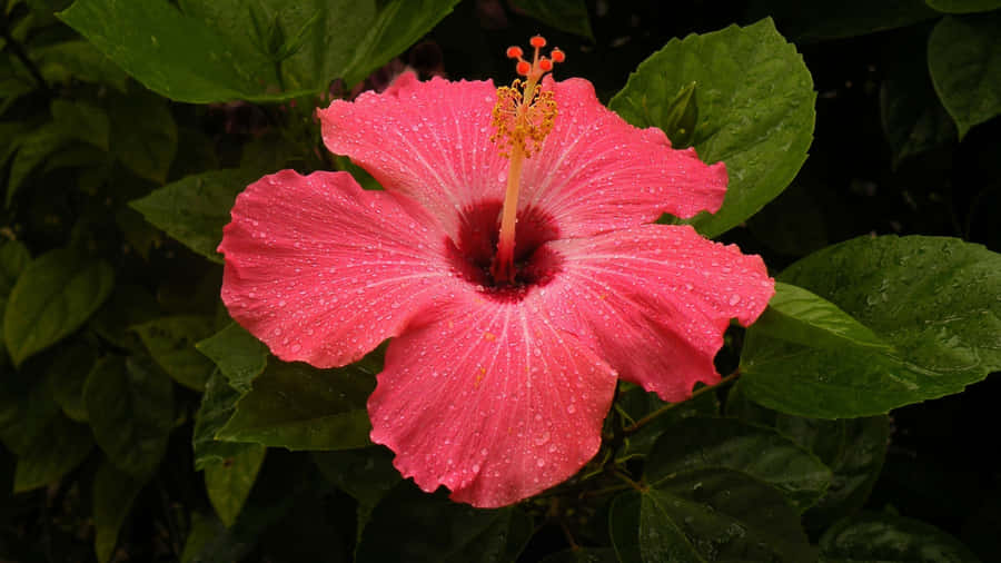 Pink Hibiscus Flower Wallpaper