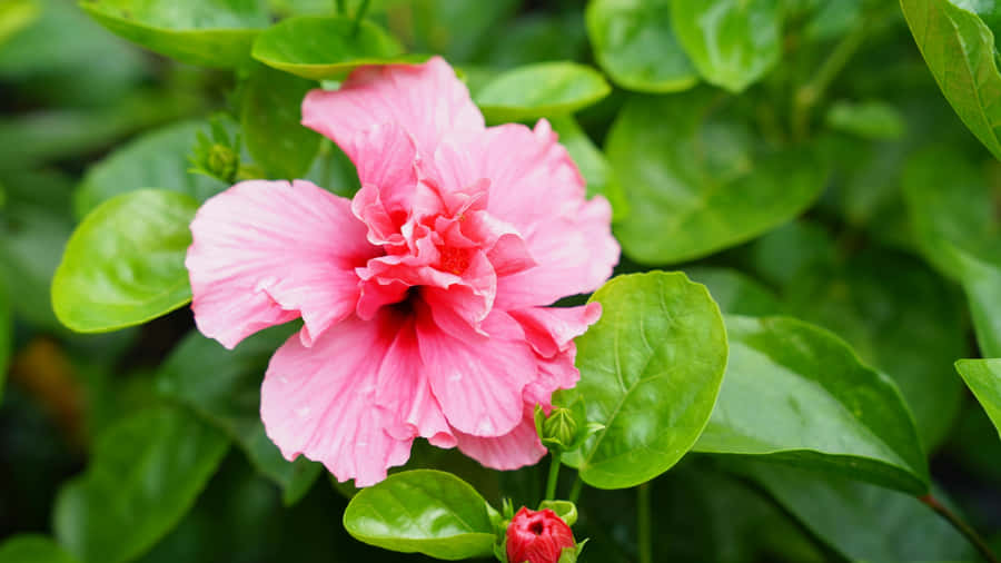 Pink Hibiscus Flower Wallpaper