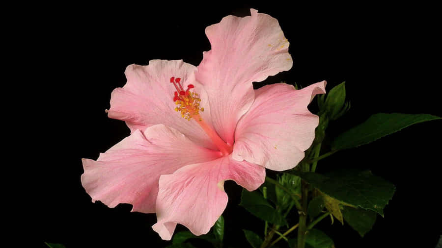 Pink Hibiscus Flower Wallpaper