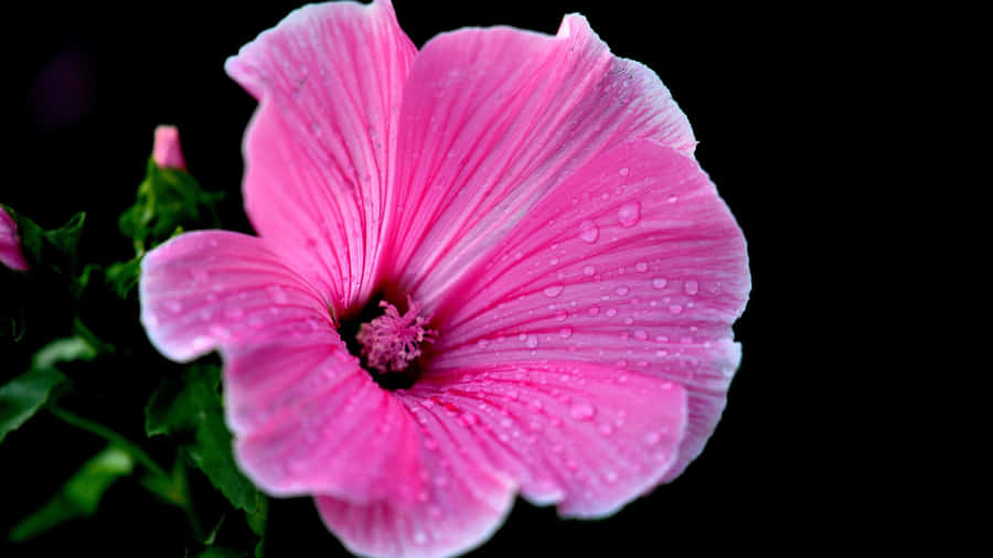 Pink Hibiscus Flower Wallpaper