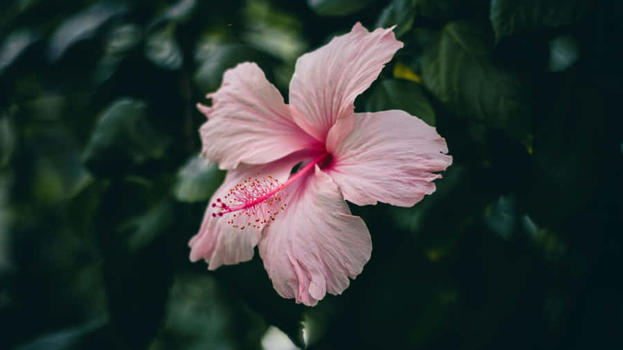 Pink Hibiscus Flower Wallpaper