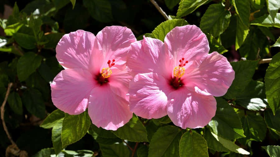 Pink Hibiscus Flowers Wallpaper