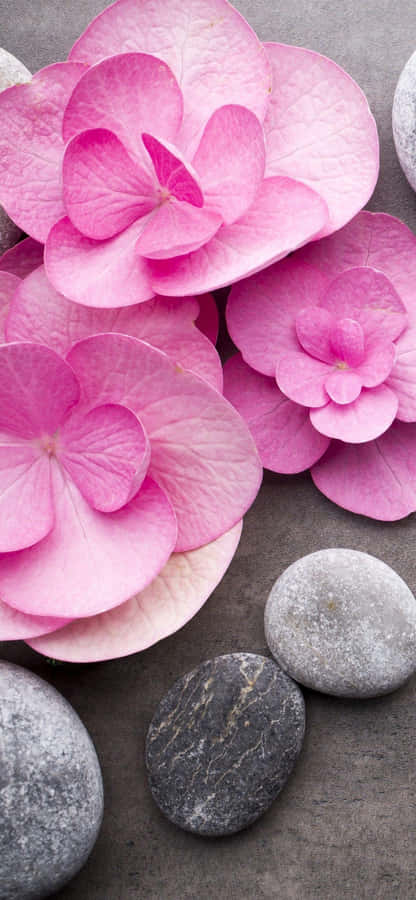 Pink Hydrangea Pebbles Spa Setting Wallpaper