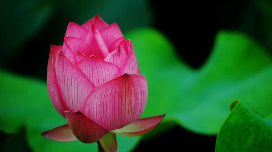 Pink Lotus Flower Green Leaves Wallpaper