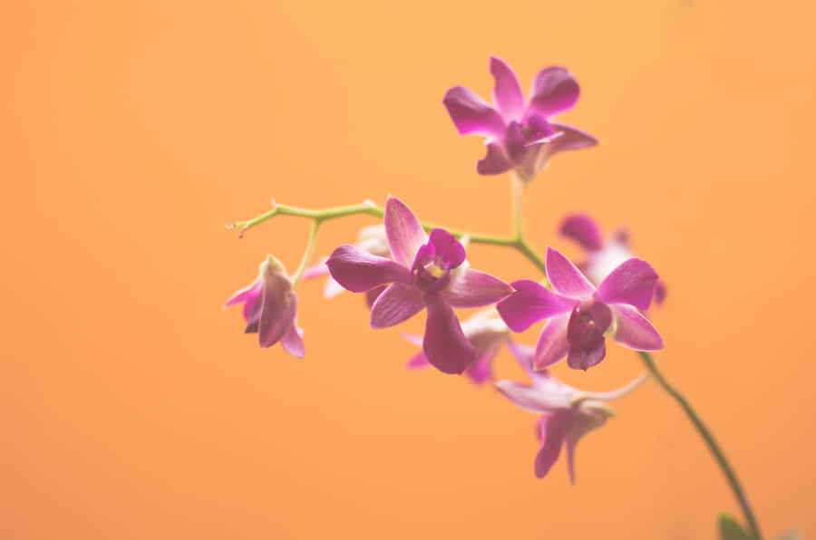 Pink Orchids Orange Backdrop Wallpaper
