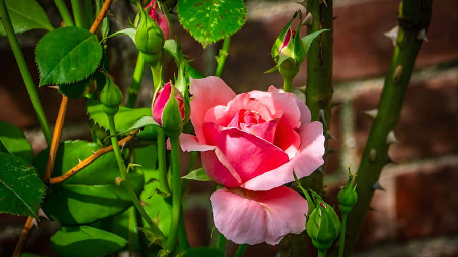 Pink Rose Among Green Leaves Wallpaper