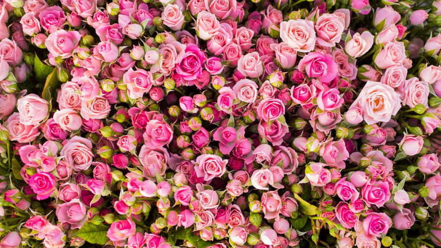 Pink Roses With Green Leaves Wallpaper