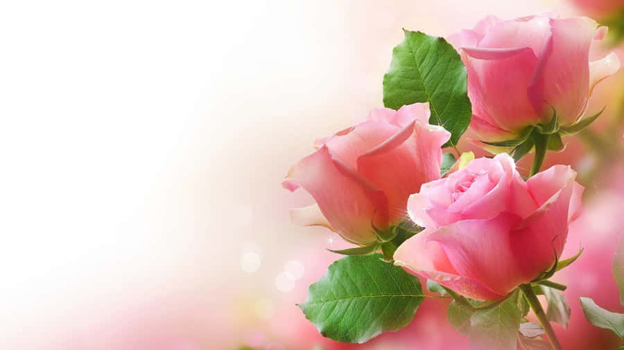 Pink Roses With Green Leaves Wallpaper