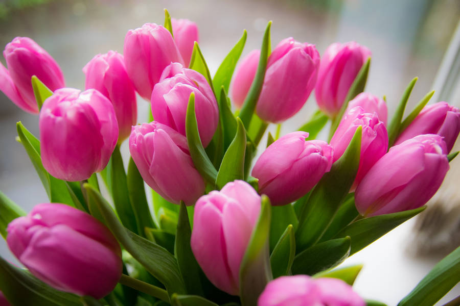 Pink Tulips In Bloom Wallpaper