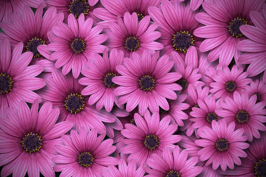 Pink Wildflowers Daisies Wallpaper