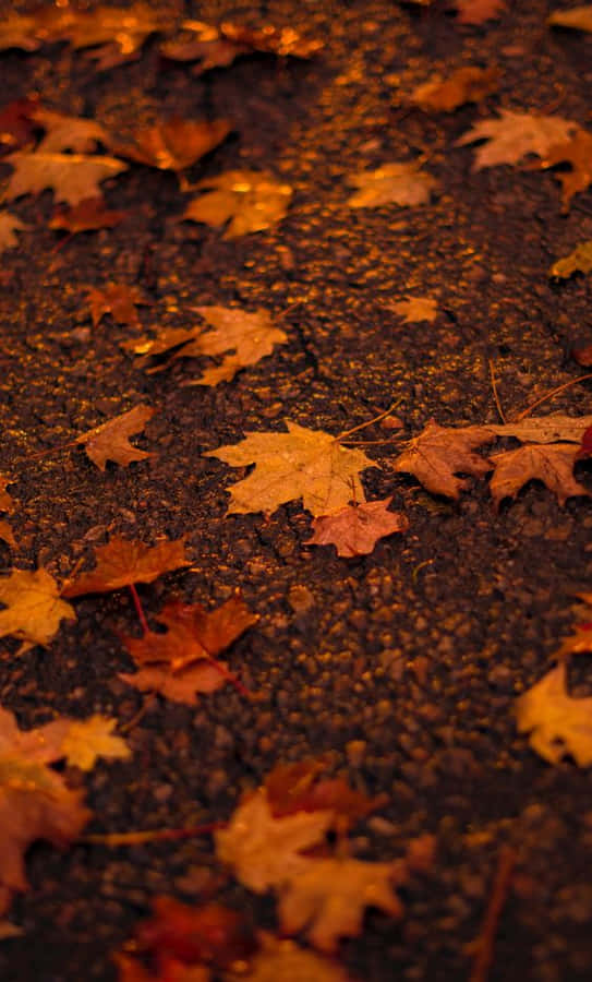 Pinterest Autumn Leaves On Asphalt Ground Wallpaper