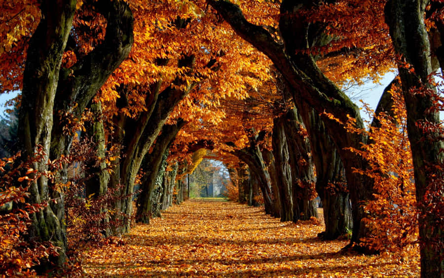 Pinterest Pathway Under Autumn Trees Wallpaper
