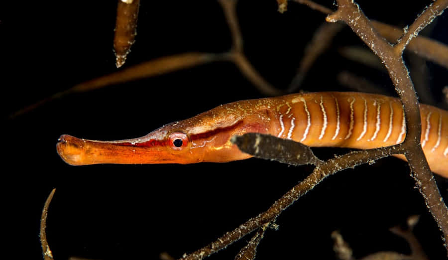 Pipefish Swimming Underwater Wallpaper