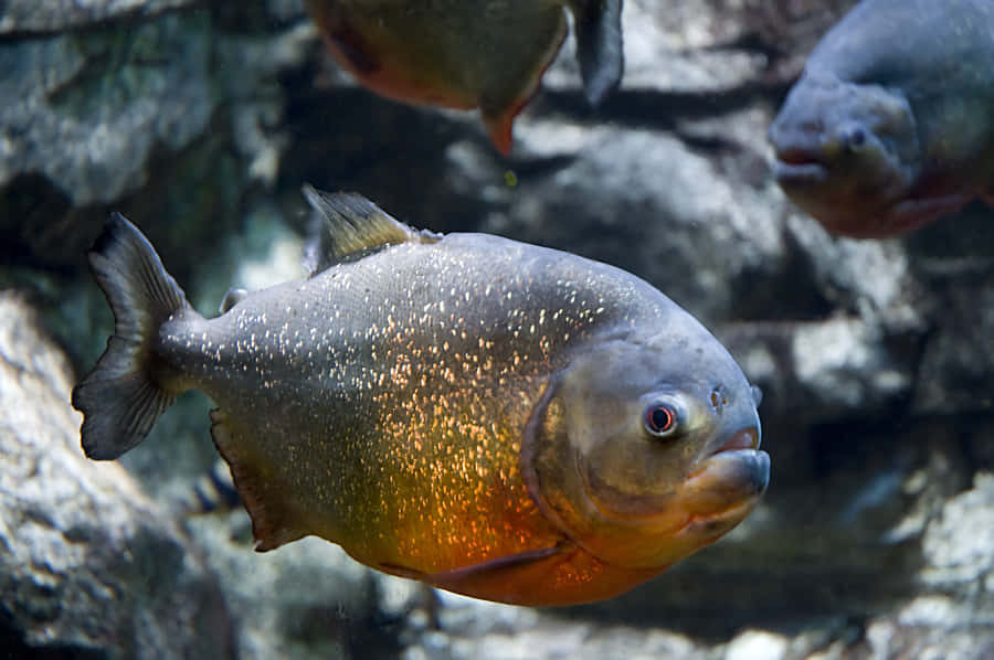 Piranha Swimming Underwater.jpg Wallpaper
