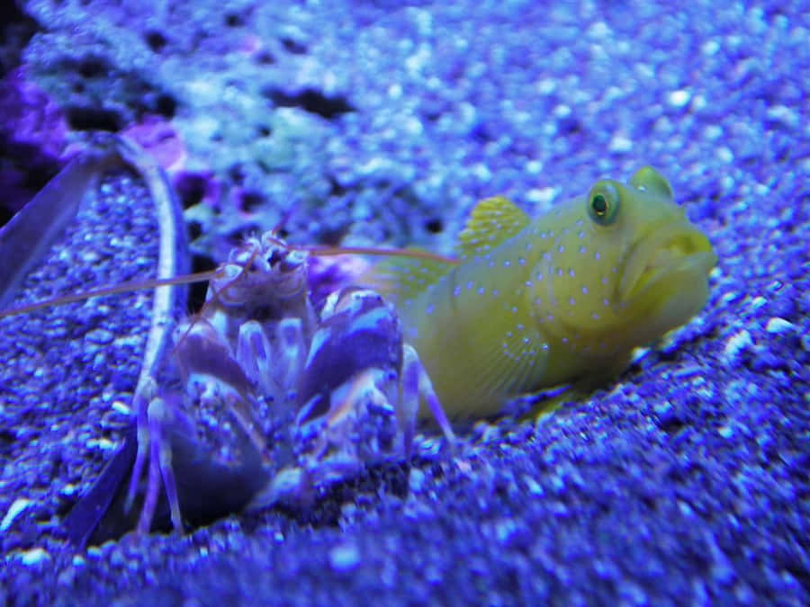 Pistol Shrimp With Goby Fish Wallpaper