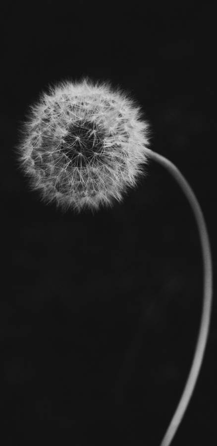Pixel 3 Xl White Dandelion Wallpaper