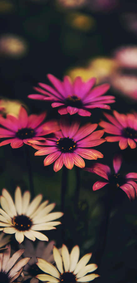 Pixel 3xl Flower Photography Wallpaper