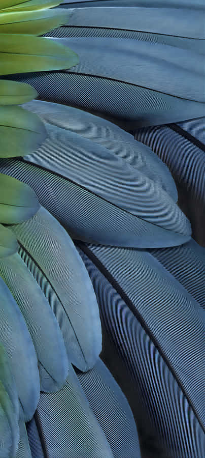 Pixel 9a Vibrant Display Wallpaper