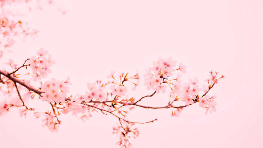 Plain Pink Flower Branch Desktop Wallpaper