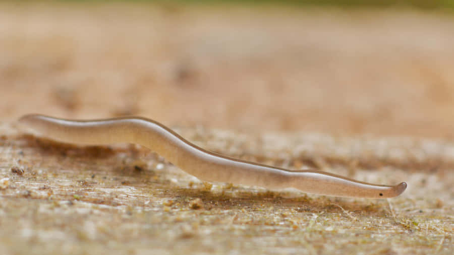 Planarian Flatwormon Wood Surface Wallpaper
