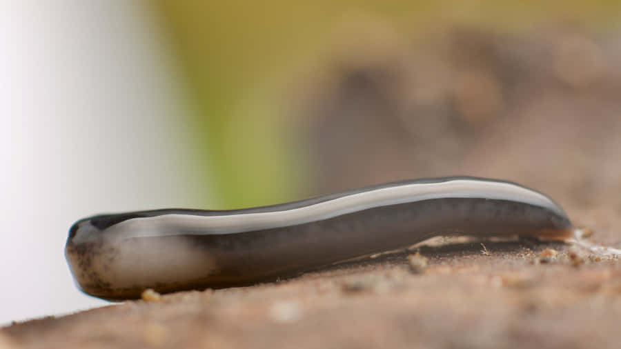 Planarian Worm Close Up Wallpaper