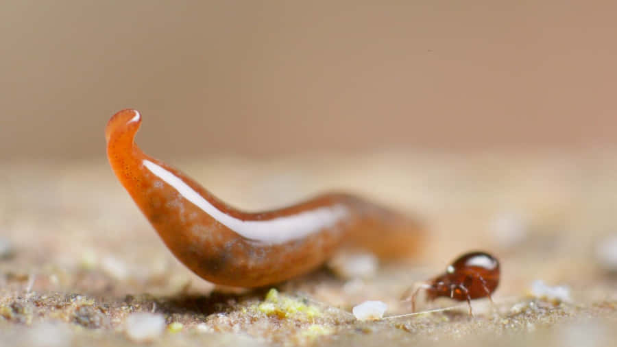 Planarianand Ant Macro Photography Wallpaper