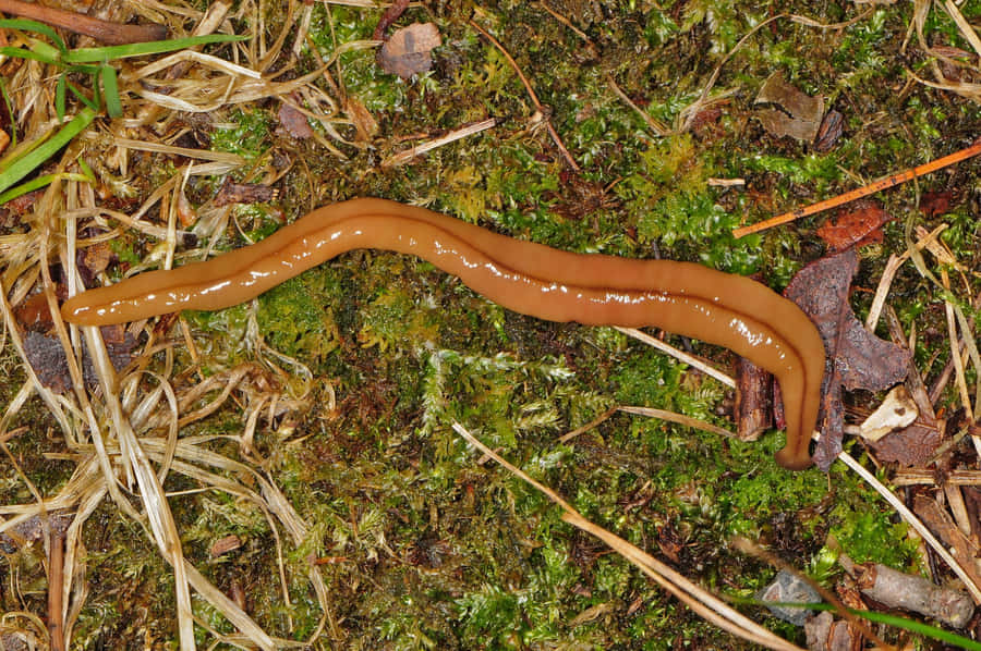 Planarianin Natural Habitat Wallpaper