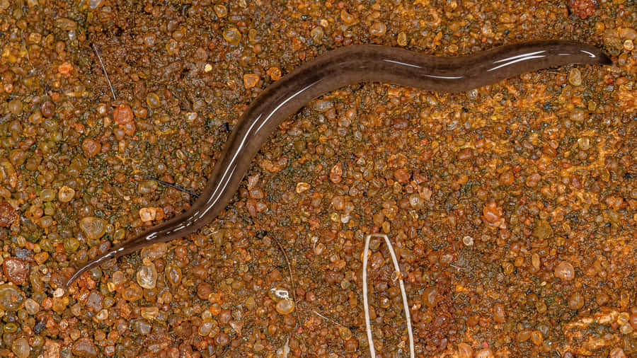 Planarianon Substrate Wallpaper