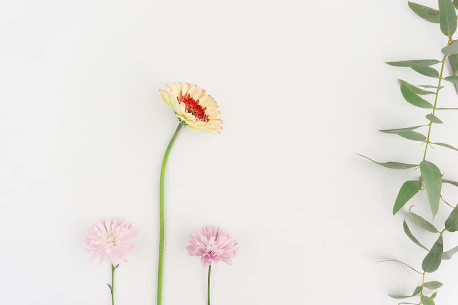 Plant Aesthetic Laptop [wallpaper] Wallpaper