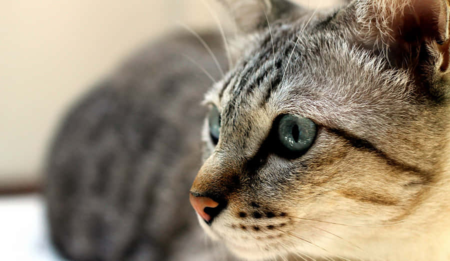 Playful Australian Mist Cat Lounging Indoors Wallpaper