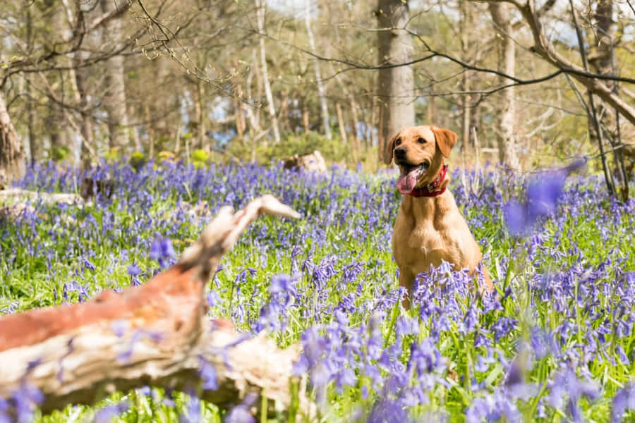 Playful Canine Enjoying Outdoor Serenity Wallpaper