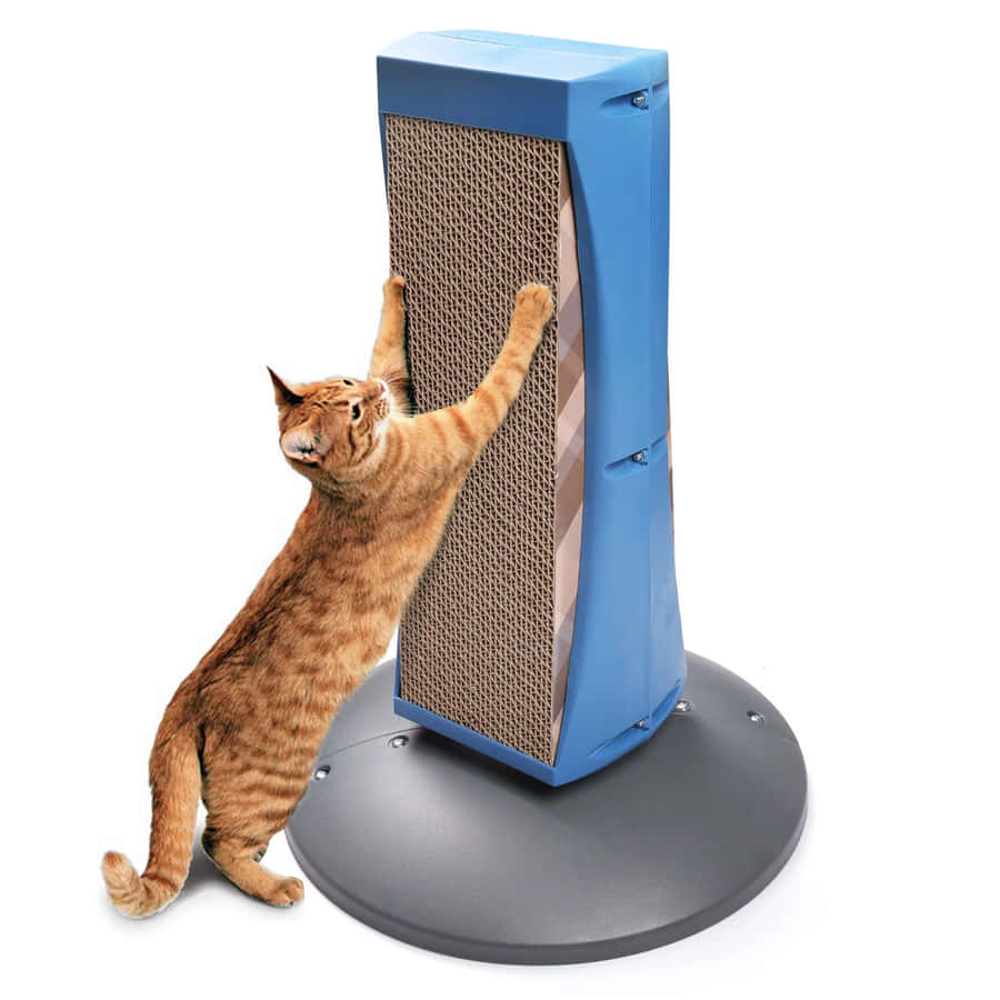 Playful Cat Enjoying A Scratching Post Wallpaper
