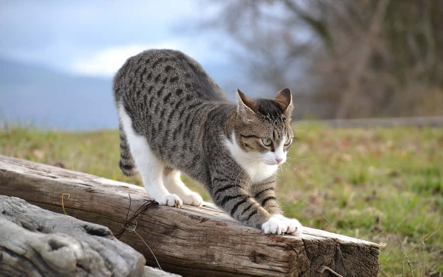 Playful Cat Enjoying A Scratching Post Wallpaper