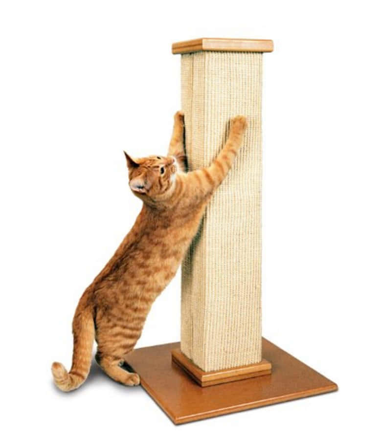 Playful Cat Enjoying A Scratching Post Wallpaper