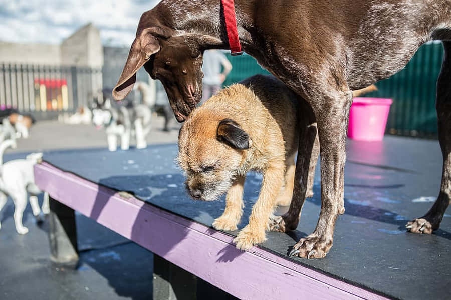 Playful Day At Dog Daycare Wallpaper