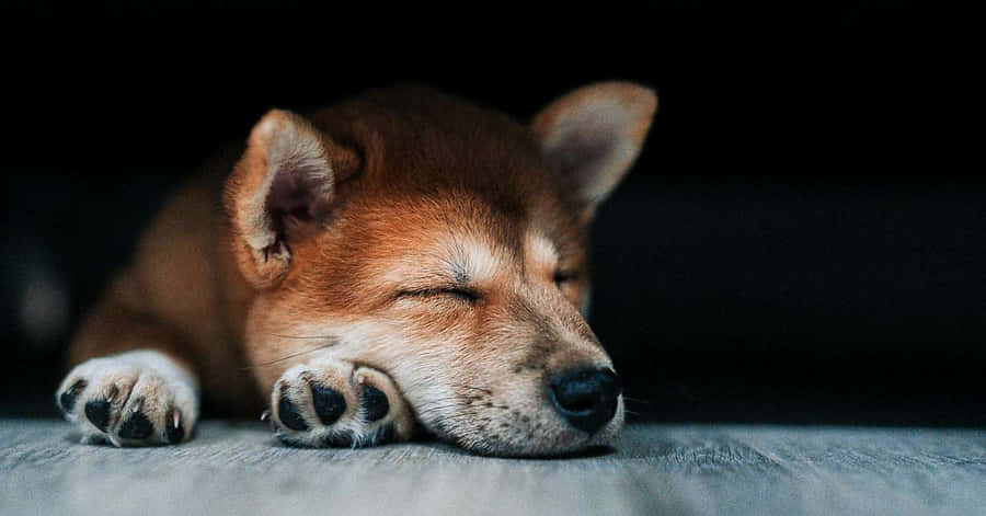 Playful Dogs Enjoying At Daycare Wallpaper