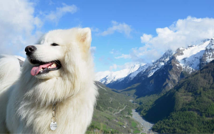 Playful Pooch: A Fluffy White Dog Enjoying The Outdoors Wallpaper
