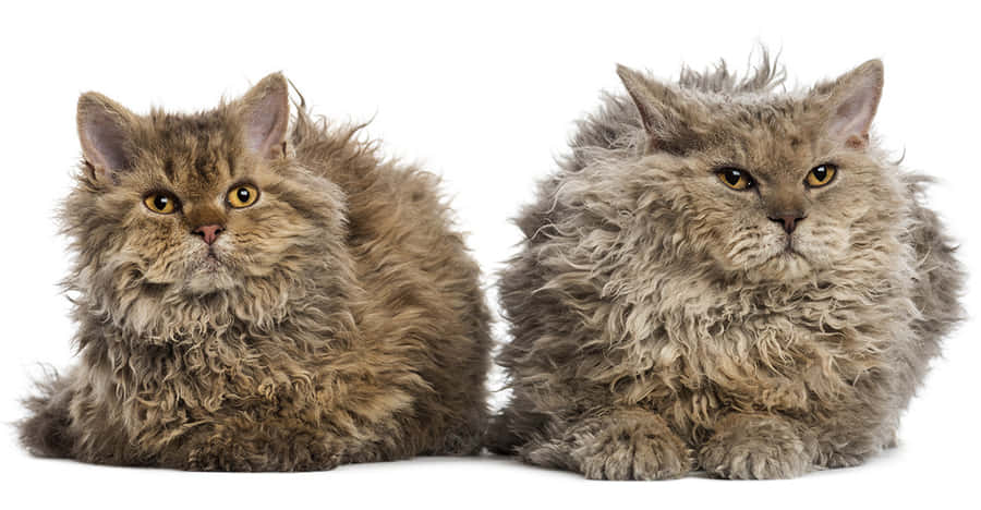 Playful Selkirk Rex Kitten Resting On A Cozy Blanket Wallpaper