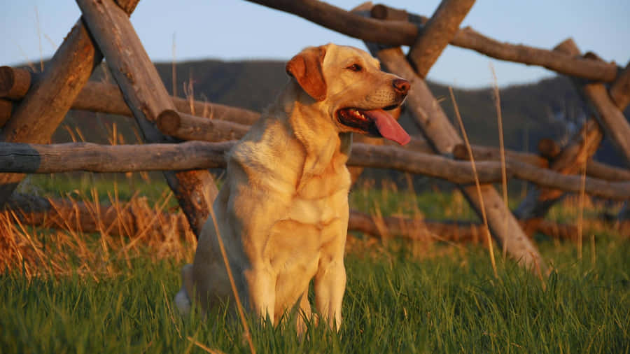 Playful Yellow Labrador Outdoors Wallpaper
