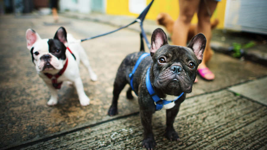 Playtime Pals: Our Diverse Group Of Furry Friends At Dog Daycare. Wallpaper