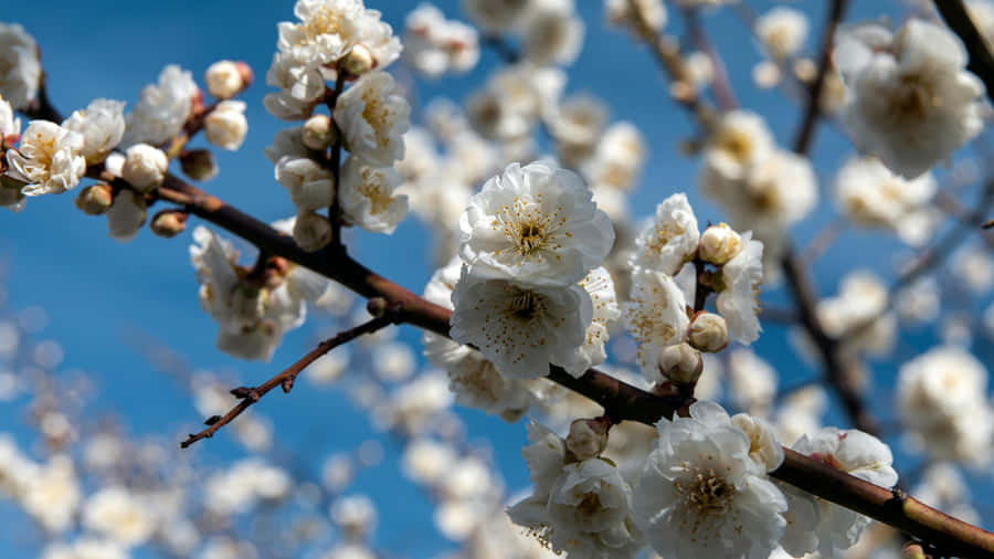 Plum Blossoms In Bloom Wallpaper